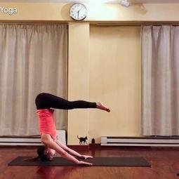 国产瑜伽播放视频在线看,在线观看精彩视频教程