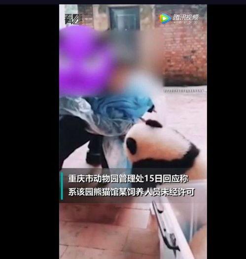 国产圈养调教视频,揭秘传统技艺与现代演绎的交融之美