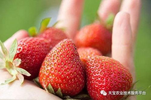 草莓国产视频免费观看 t.cn,点击观看精彩视频！