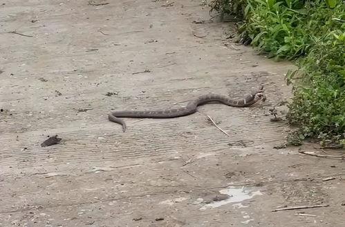 国产大蟒蛇差评视频播放