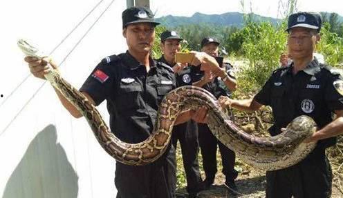 国产大蟒蛇差评视频播放